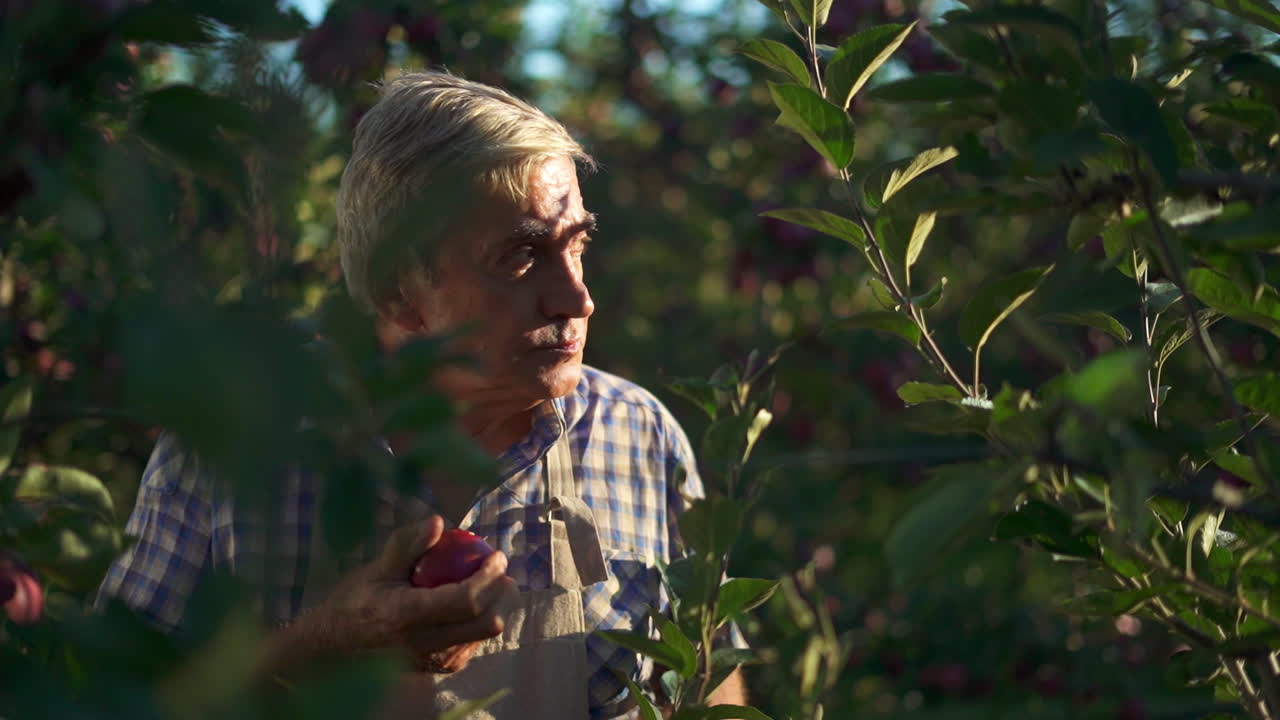 Elderly Man Inspecting Apples in an Orchard