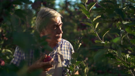 elderly man inspecting apples in an orchard