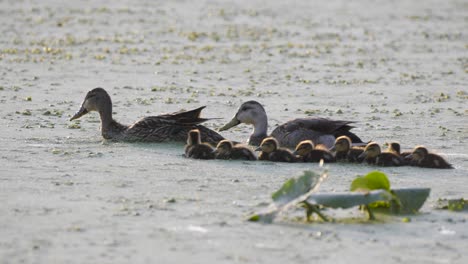 patos mallardos y patitos nadando a través de aguas densas llenas de algas verdes
