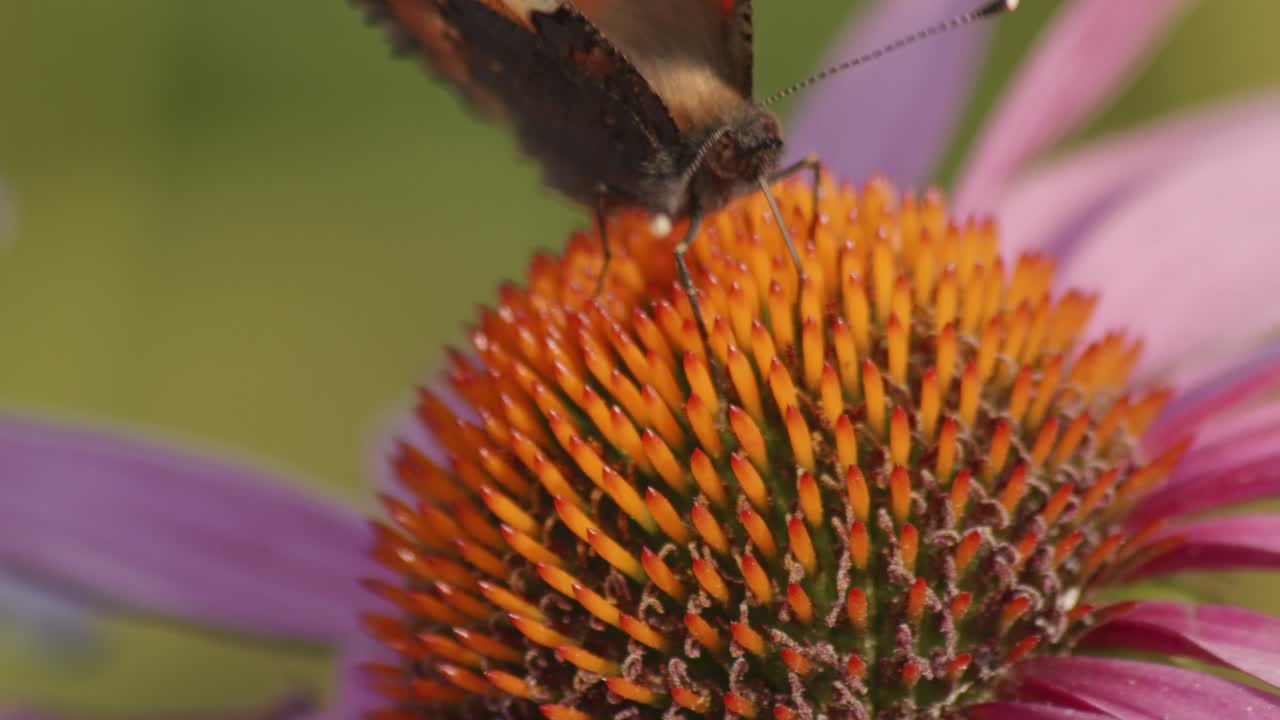 súper primer plano de mariposa oscura aterrizando sobre un