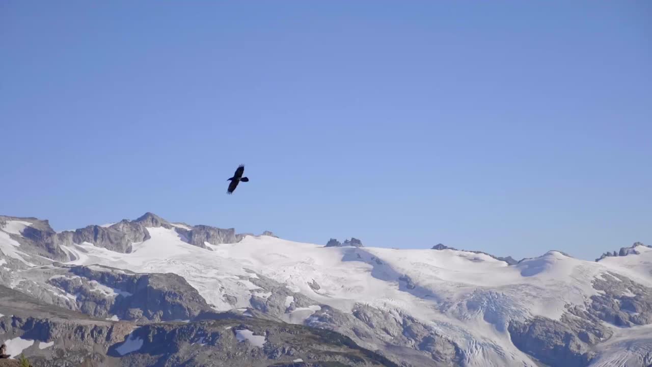 pájaro volando en el cielo con montañas y cielo azul en el fondo