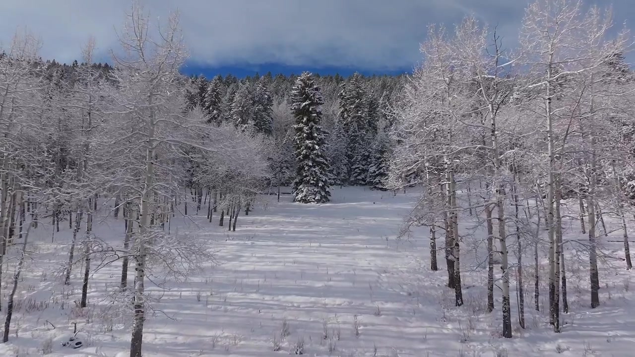Vintereventyrland, sneklædt engdal, luftfoto fra drone. Solbeskinnede, frostklare bævreasp, stedsegrønne nåletræer, fyrretræer og juletræer i Colorado. Enge i Denver Parks, blå himmel, solrigt, opadgående panorering