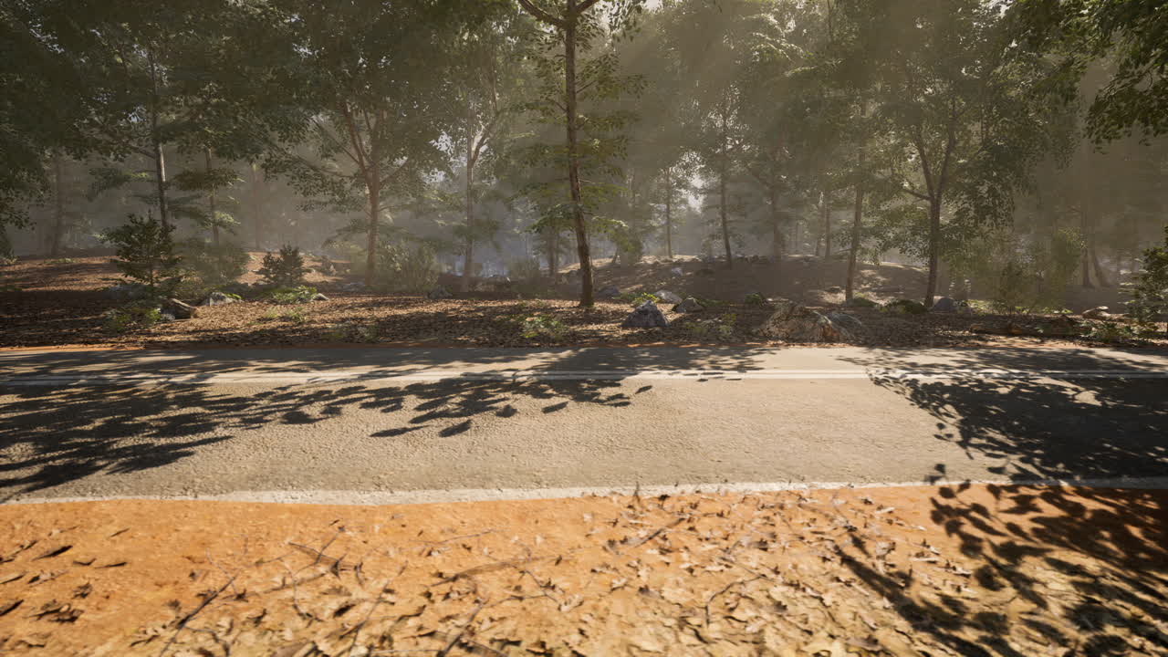 조용 한 숲 길 은 나무 들 을 통해 필터링 하는 빛 에 의해 조명 된다