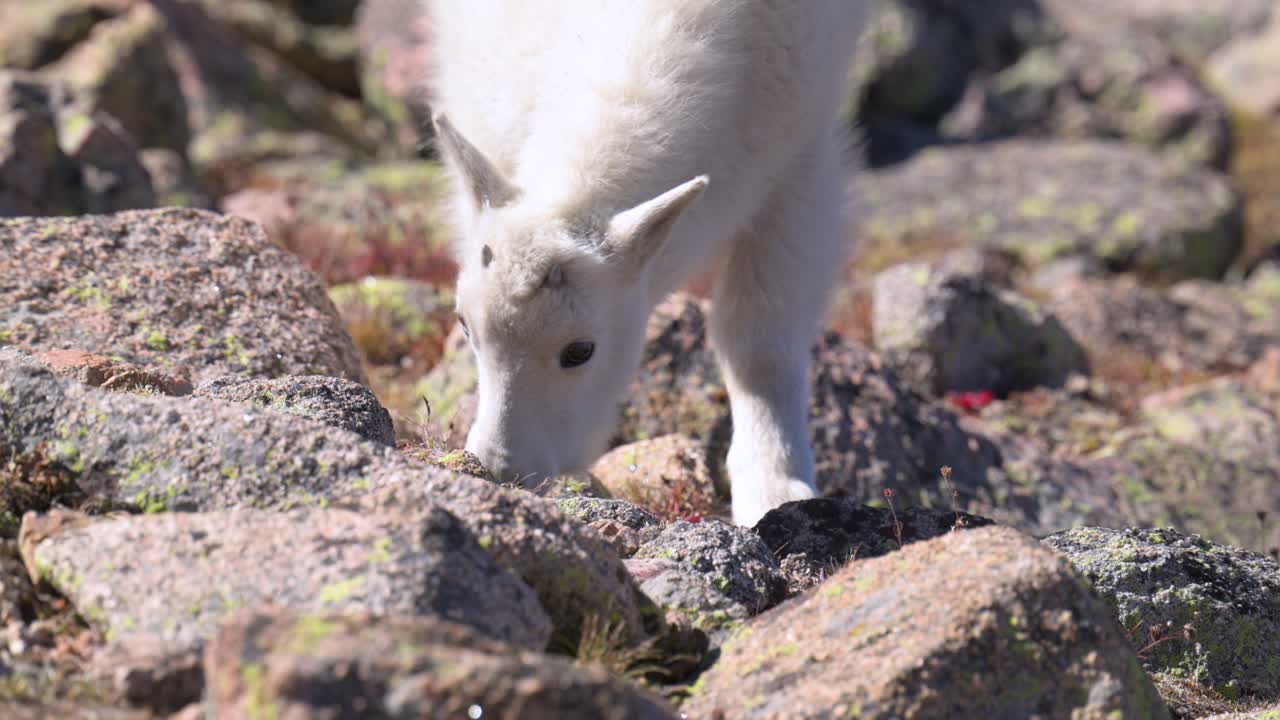산 염소 새끼가 바위 사이에서 먹이를 먹고, 손으로 들고