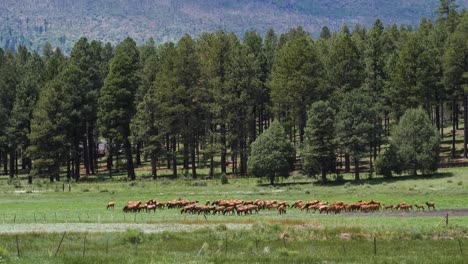 elk and ponderosa pines in arizona