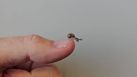 Eine-Kleine-Schnecke-Auf-Einem-Finger,-Nahaufnahme