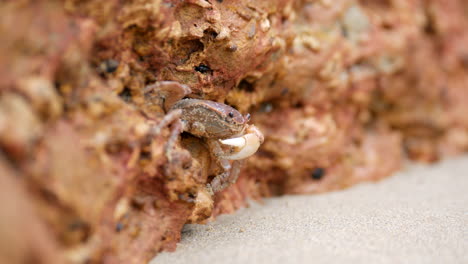 small crab hiding in the rocks of an australian beach