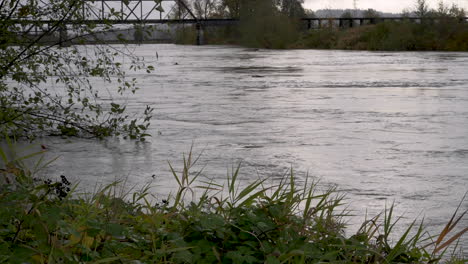 close up of swift flowing water of snohomish river near flood stage, washington