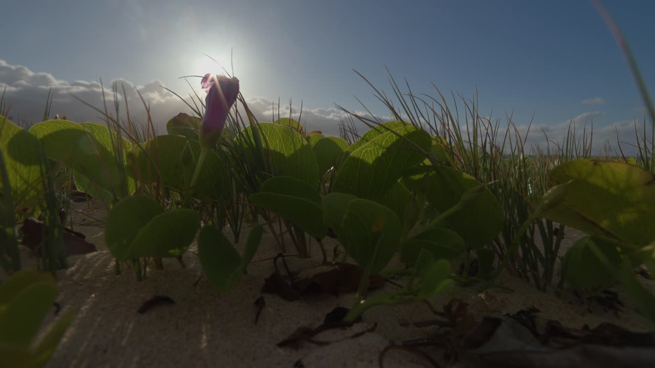 Low angle of native Hawaiian coastal plants on sandy beach bathed in warm sunrise light, sunflare backlit