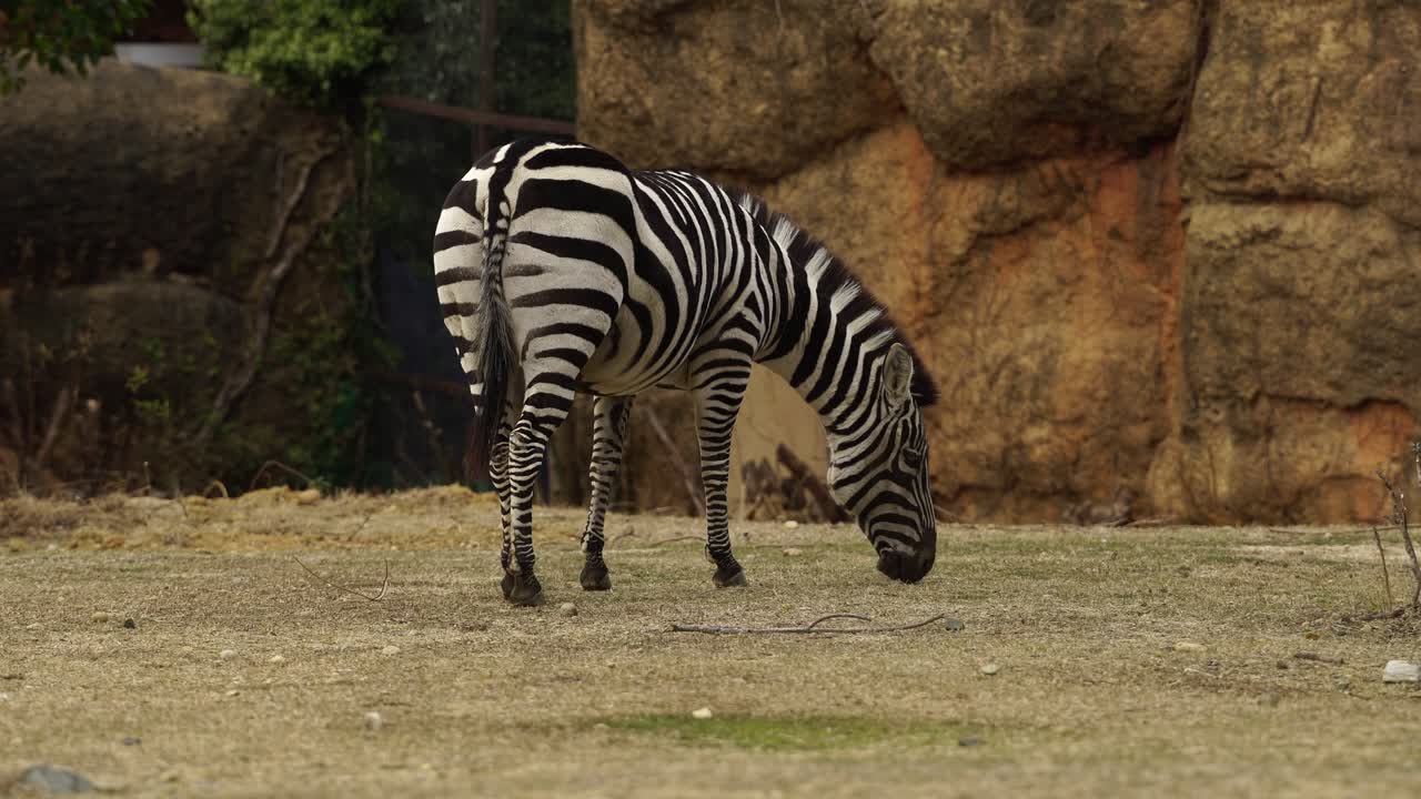 Comportamento animale - Zebra che mangia e si allontana