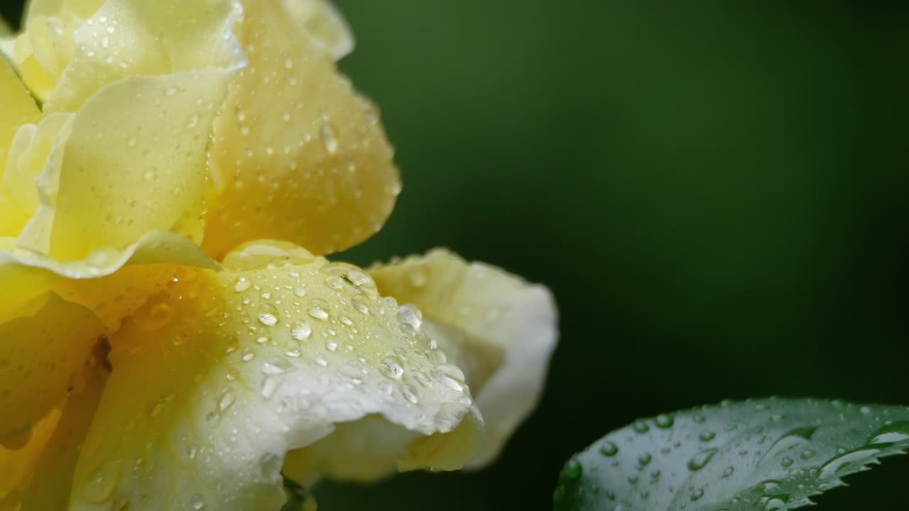 Bella rosa gialla sotto la pioggia, primo piano estremo