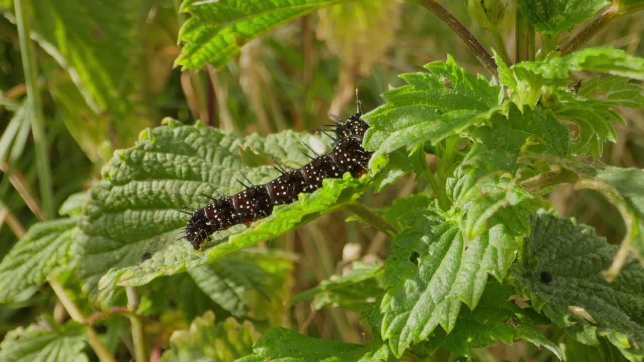 Side view of caterpillar arching while feeding on edge of green leaf, medium as it crawls along leaf