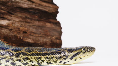 yellow anaconda snake side profile with log on white