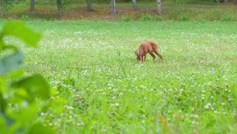 Rehe-Fressen-An-Einem-Bewölkten-Sommerabend-Gras-Auf-Einem-Feld