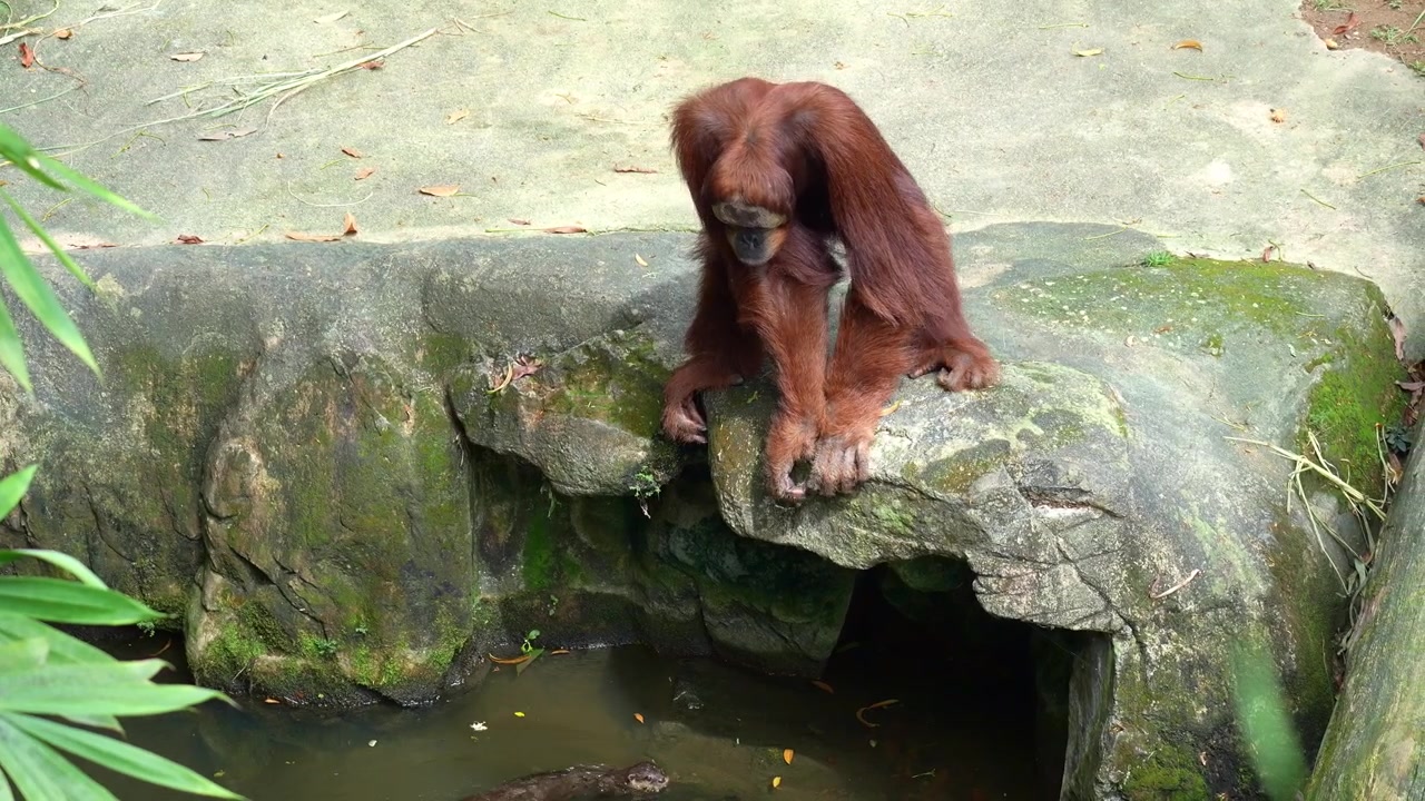 An orangutan perches cautiously on a moss-covered rock ledge, gazing down at a small pool of water and staring at the swimming otter, close up shot.