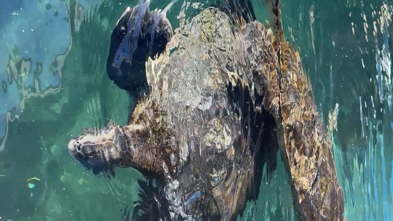Rescued Hawaiian Green Sea Turtles (Honus) rehabilitating at the Maui Ocean Center of Hawaii