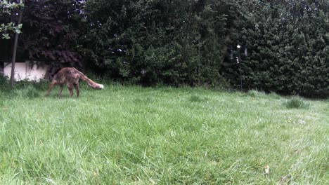 A-skinny-urban-fox--looking-for-food