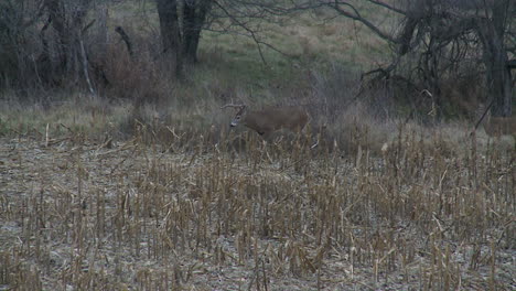 whitetail deer in the wild