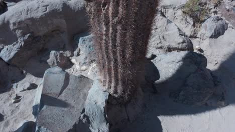 Giant-Cactus-in-Valley-in-San-Pedro-de-Atacama-Desert,-Chile,-South-America