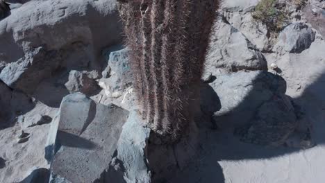 cactus gigante en el valle en el desierto de san pedro de atacama, chile, américa del sur