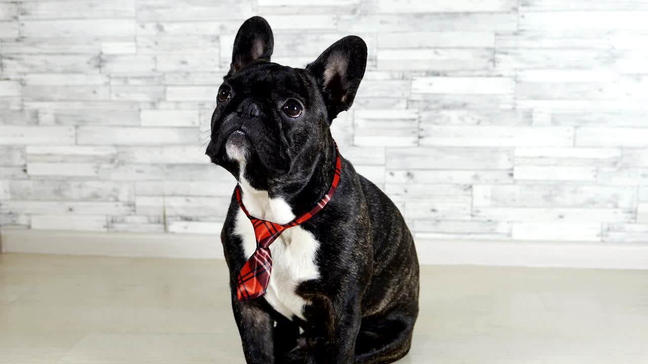 raza de perro bulldog francés sentado en una corbata