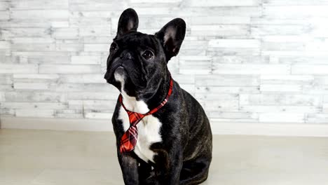 animal dog breed french bulldog sitting in a tie