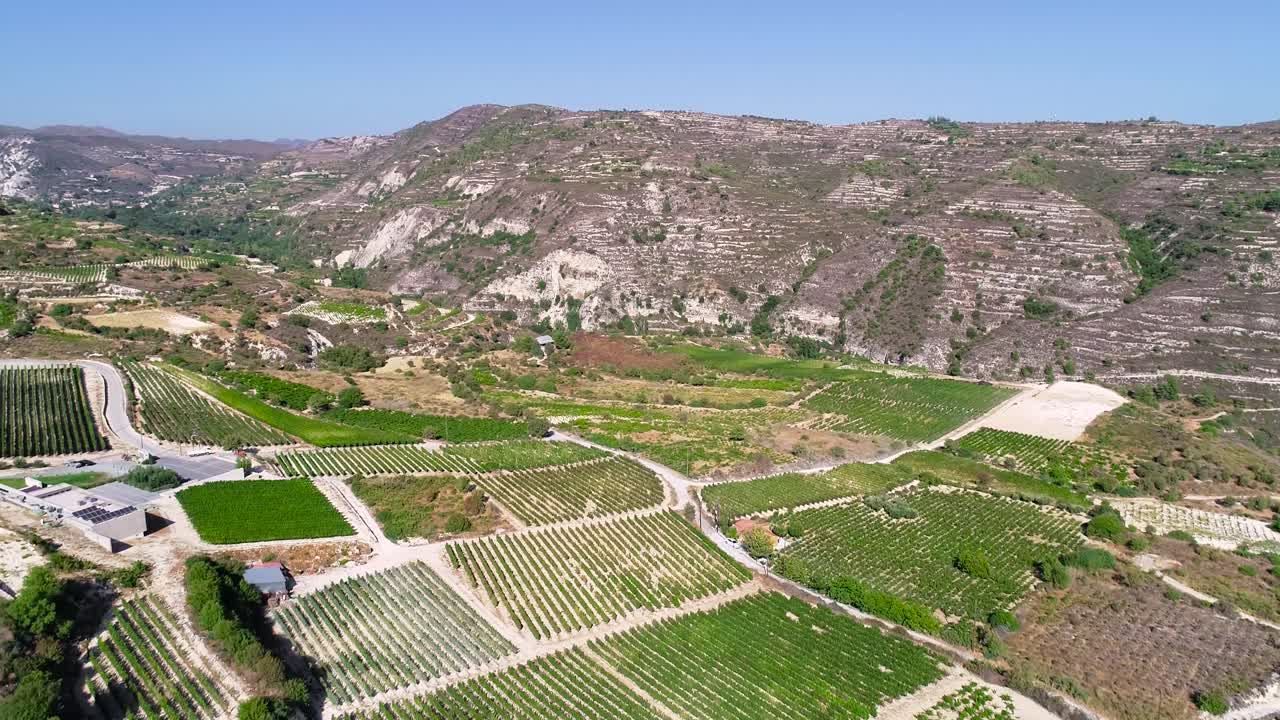 imágenes aéreas de drones de viñedos, hileras de campos de uva verde dorado en koilani, limassol, chipre-1