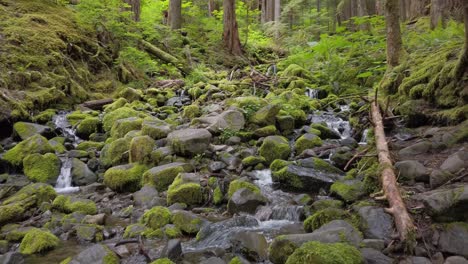 stream of water runs through mossy rocks in wooded forest, low angle