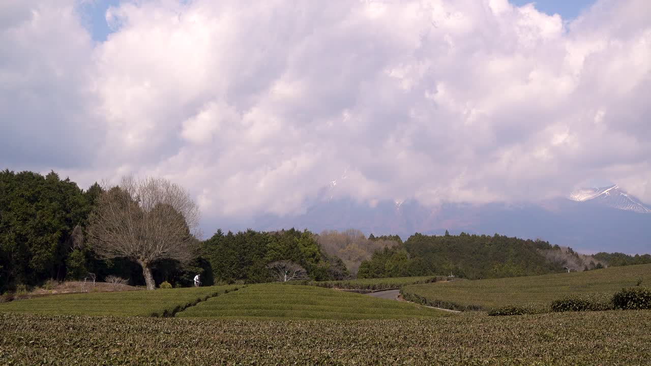 일본의 흐린 날에 일꾼과 녹차밭을 바라보다
