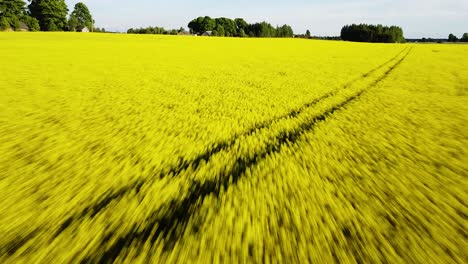 Aerial-flight-over-blooming-rapeseed-field,-flying-over-yellow-canola-flowers,-idyllic-farmer-landscape,-beautiful-nature-background,-drone-shot-fast-moving-forward-low,-tilt-up