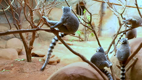 Lemuriformes-Es-Un-Infraorden-De-Primates-Que-Cae-Bajo-El-Suborden-Strepsirrhini