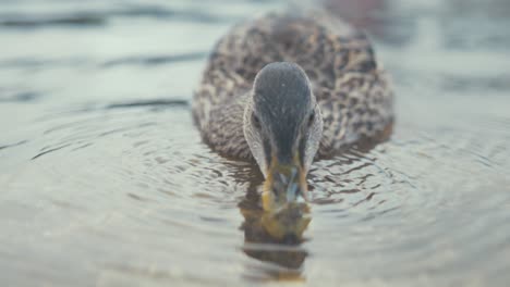 mallard duck feeding on food underwater at river shoreline