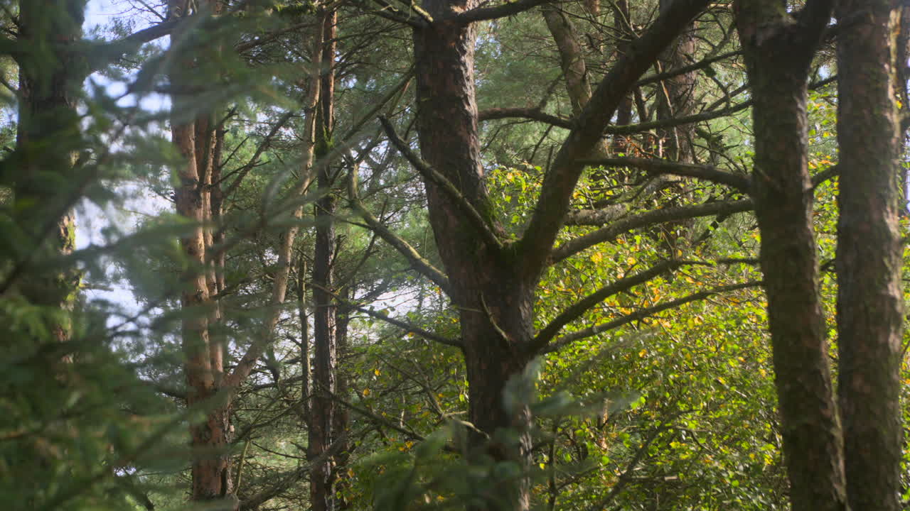 Diverse specie di alberi in una fitta foresta inglese con una lenta panoramica che rivela altri alberi in una giornata estiva.