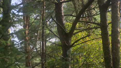 different tree species in dense english forest with slow pan revealing other trees on summer day