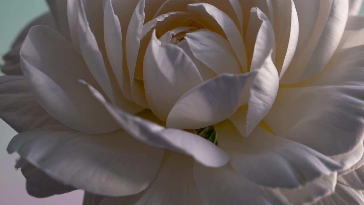 Close-up video of a white flower blooming against a pastel gradient background, captured from a low