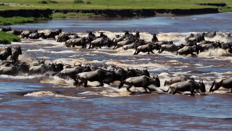 wildebeest crossing a river in africa