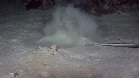 stingray buries itself