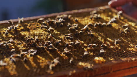 bees work and produce honey on honeycomb