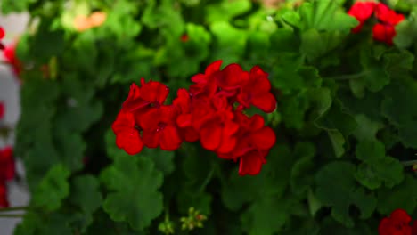 beautiful red rose flower bush