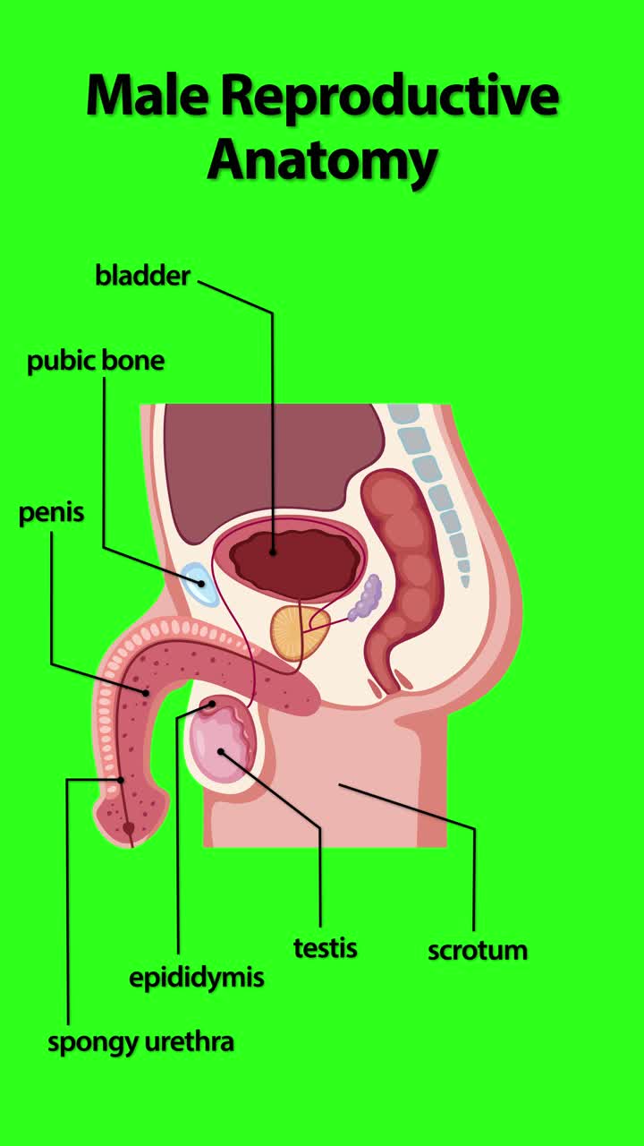 Vertical 2D medical diagram explains male reproductive organs using sequential labels on green screen