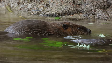 Ein-Paar-Amerikanischer-Biber-Tummelt-Sich-Im-Seichten-Wasser-Und-Kaut-An-Den-Ästen-Eines-Kleinen-Baumes