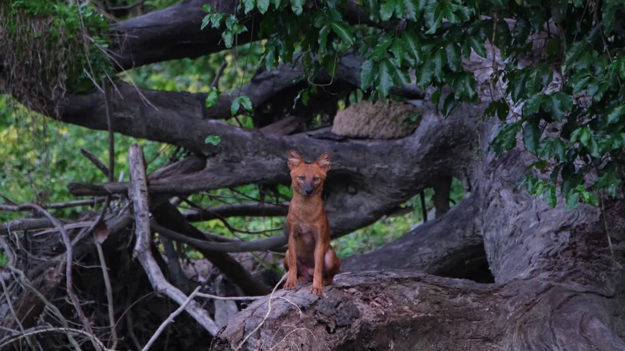 dhole, cuon alpinus, 카오 야이 국립 공원, 태국