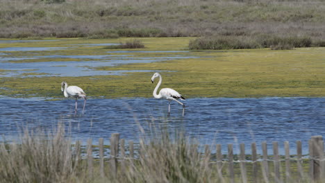 two flamingos with white feathers walking in shallow water in carmargue france