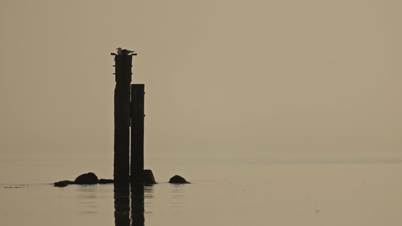 Wooden posts in the calm water at sunrise/sunset with a bird