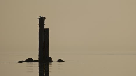 wooden posts in the calm water at sunrise/sunset with a bird