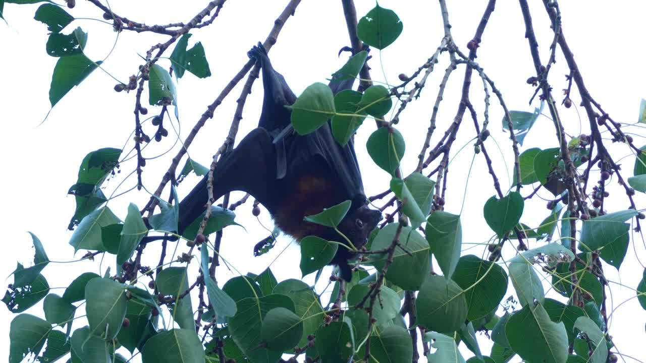 Flying Fox Bat Hanging from Tree Branch
