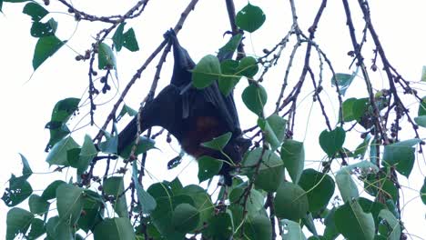 flying fox bat hanging from tree branch