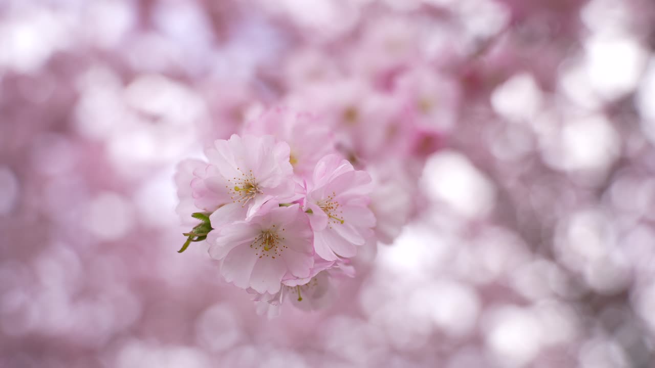 A soft-focus, close-up view of pastel pink cherry blossoms in full bloom, symbolizing the beauty and renewal of springtime.