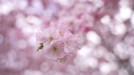 a soft-focus, close-up view of pastel pink cherry blossoms in full bloom, symbolizing the beauty and renewal of springtime.