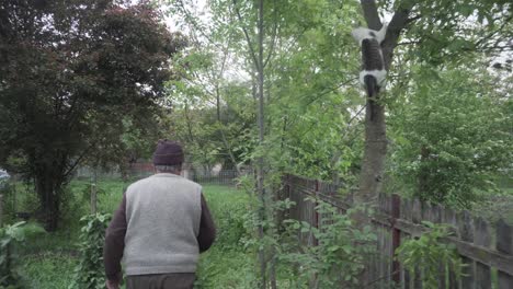 Toma-De-Un-Anciano-En-Su-Jardín-Y-Su-Gato-Saltando-En-El-árbol